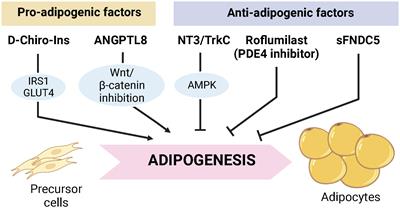 Editorial: Adipocyte differentiation, pluripotency and molecular mechanisms